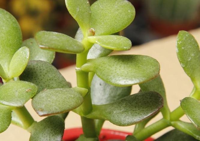 玉树不会养,学这3招细节和2个关键点,轻松开出小白花