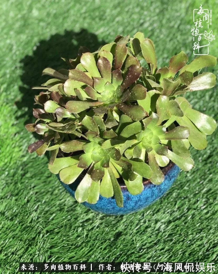 华丽|多肉千万种，我独爱法师！爱它的霸气，更爱它的华丽蜕变！