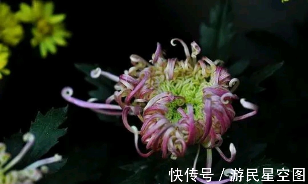 对联!七言上联:闹市菊开铜臭味,邀对下联,并上期30副优秀对联选登