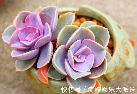 花月夜|5种颜值超高的多肉，粉粉的肉嘟嘟，最适合新手养了！