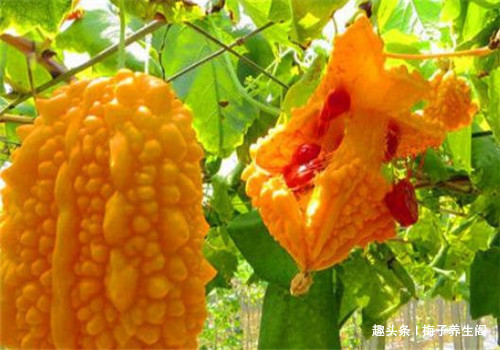 排毒|想长寿要先排毒,多吃4种食物,排出毒素,清理垃圾,养护血管