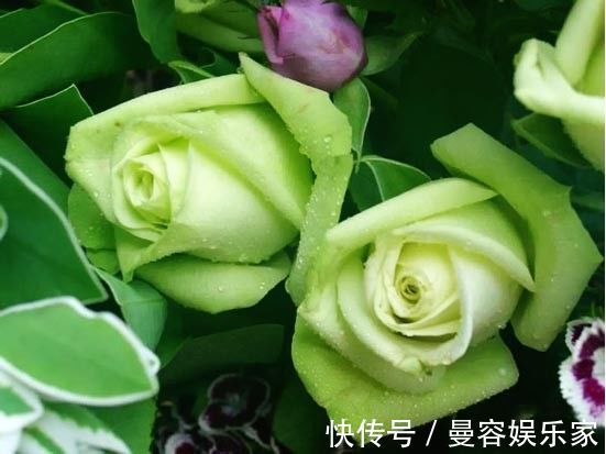 菊花|喜欢菊花,不如养盆绿玫瑰,花开碧绿如玉,寓意爱情,妩媚妖娆!
