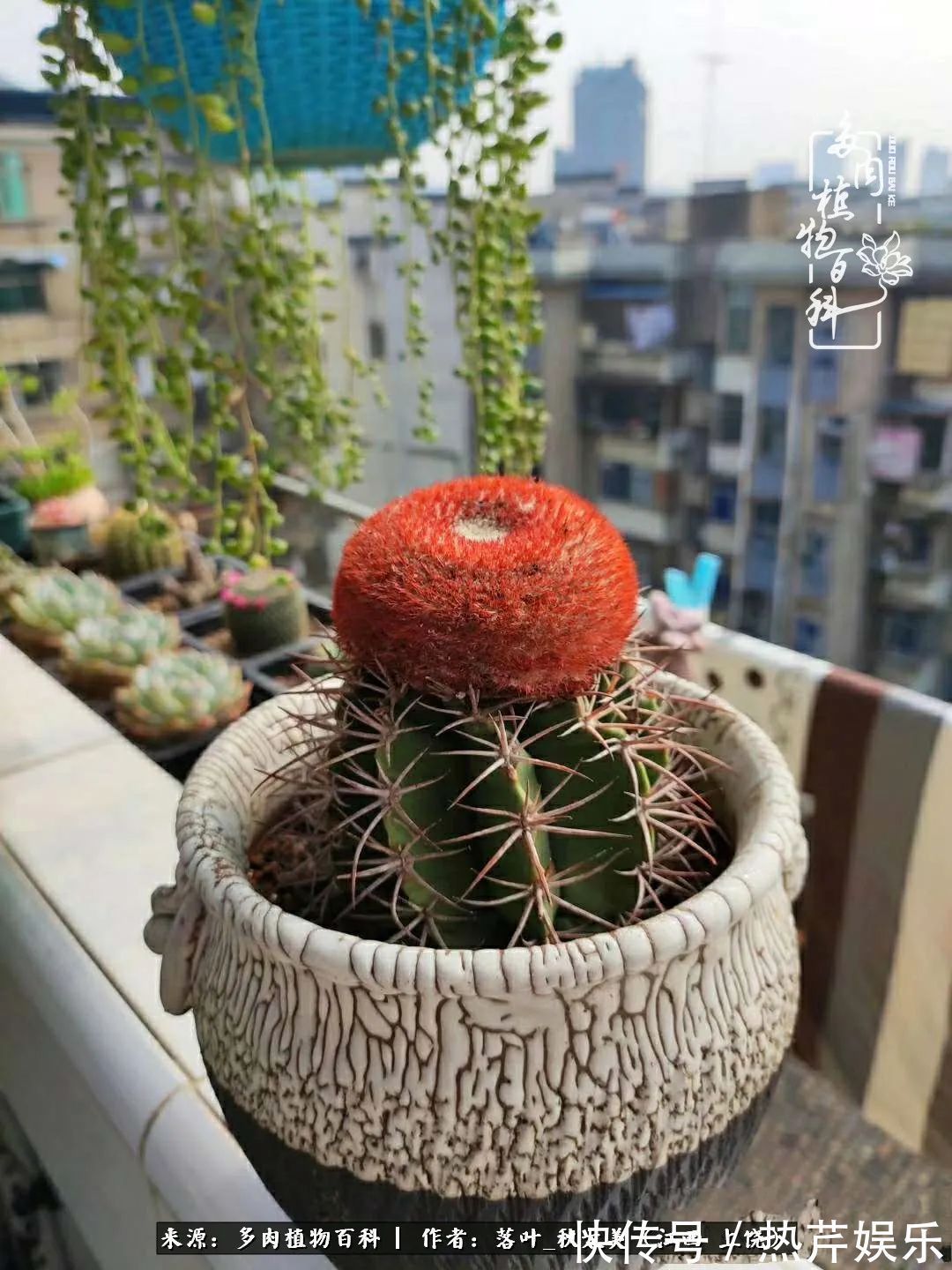 红太阳|养多肉秋天景天坑,夏天球球坑,人生百味都想尝!