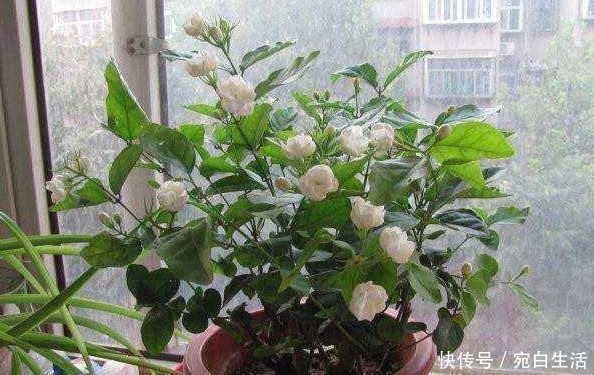 养花|最适合家养,还能够开100多天的花,就这“3种”,赶紧养一盆吧