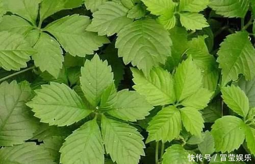 睡眠|失眠的“克星”终于被找到了,睡前吃一点,让你酣然入睡到天亮