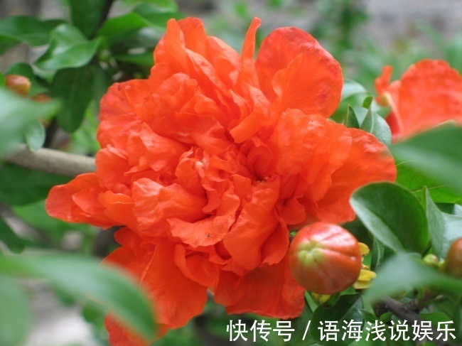 丹若|此花是一种成熟的美丽,寓意着多子多福,是很鲜艳的花