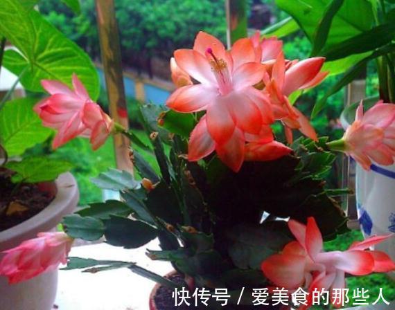 蟹爪兰开花了有5怕,避免落花落蕾做好5件事,开花旺盛花期长