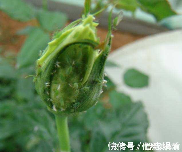 厌氧菌|5种“药”,过期也不要扔,兑水浇花,保花不生“虫和病”