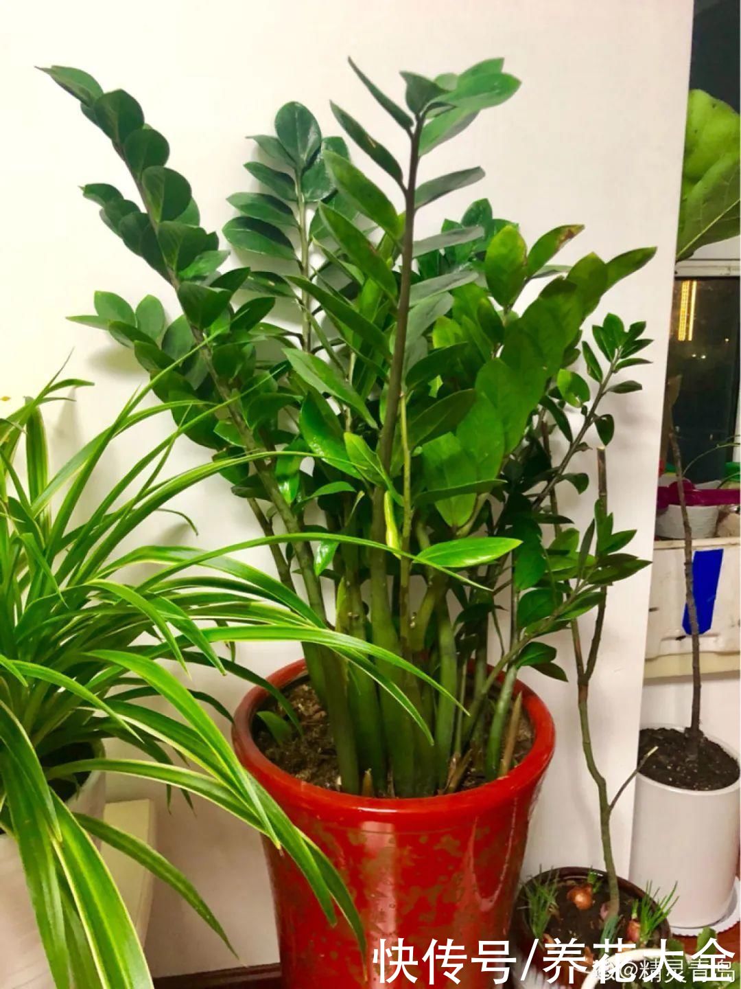 9种花是富贵命，必须大盆养，小盆养会憋死