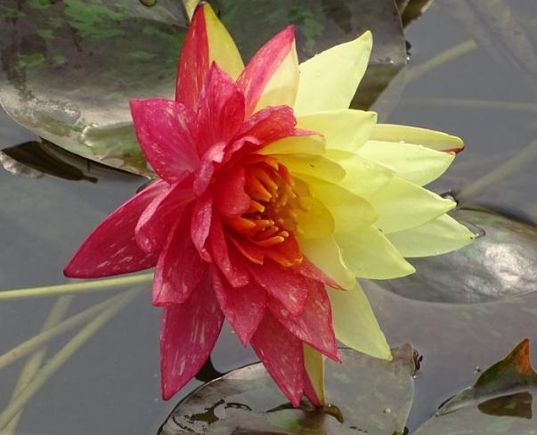 一种“双色莲”,靠水就能活,不怕热、不怕冷,零下几度也开花