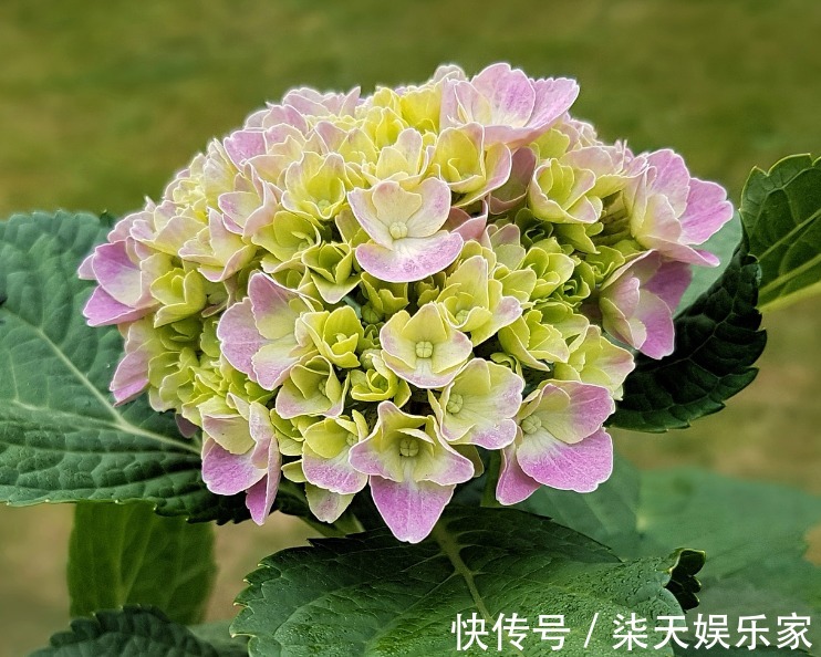 此花寓意“八仙过海,各显神通”,观赏价值极高,代表着健康