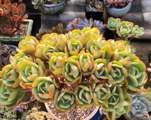 养多肉碧桃,不能宠着它,加点老树皮,养出果冻色