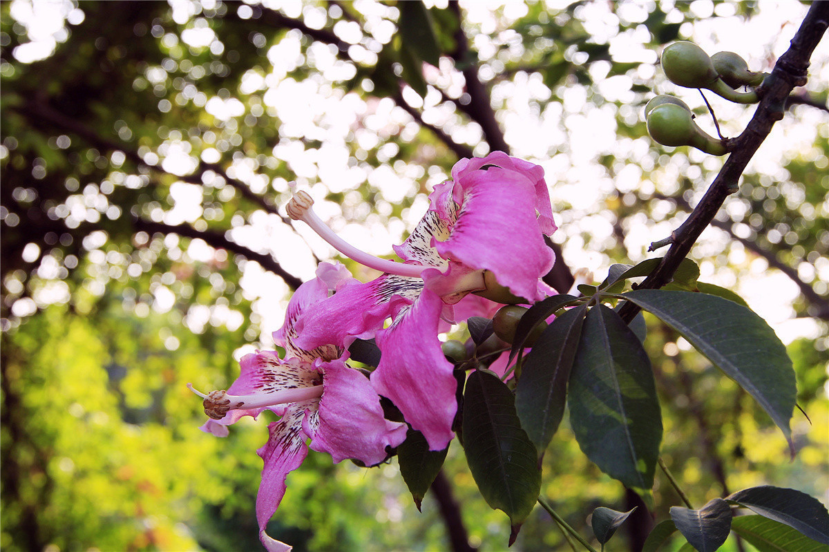絮状物|此花是优良的观花乔木,满树姹紫,秀色照人,象征着孤傲非凡
