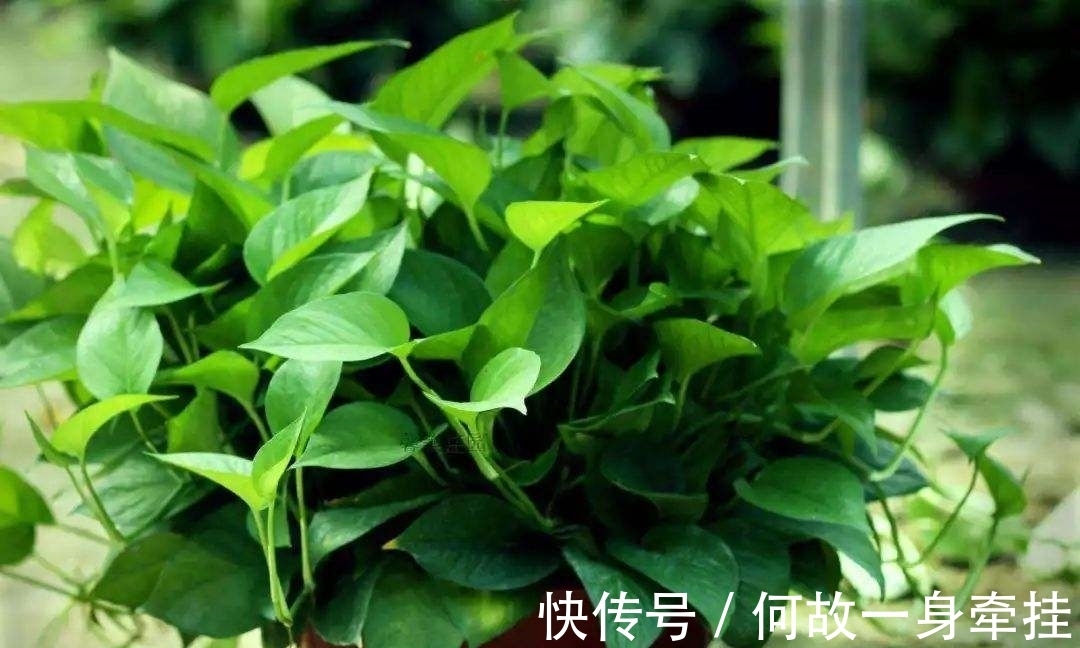 6种漂亮花“不吉利”，讲究人一般不养，但是太漂亮，看着就喜欢