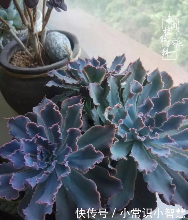 我是多肉飘窗党,我来晚了!我是多肉飘窗党,我来晚了!