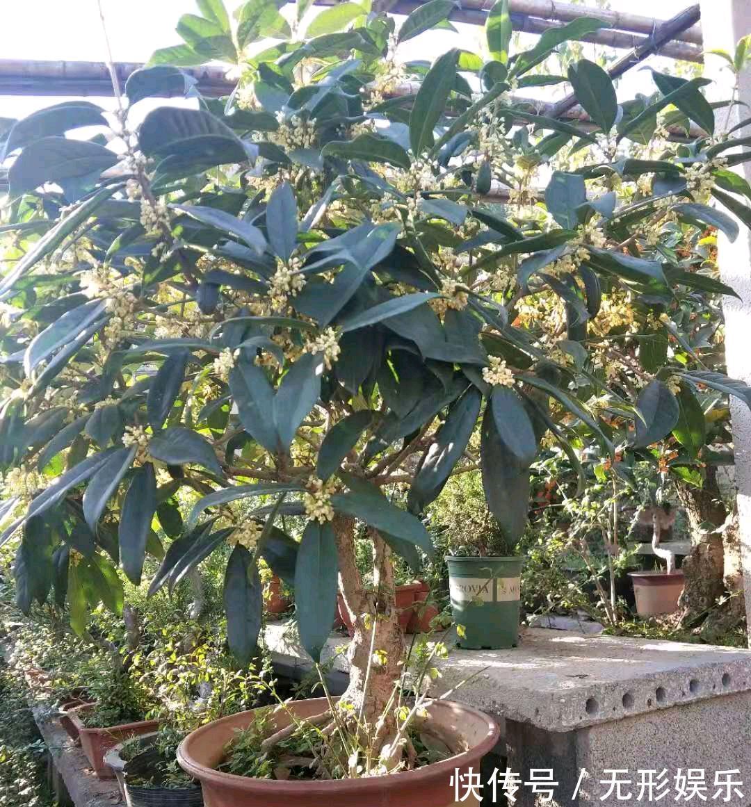 掉光花的桂花盆景怎么养做到6点,来年一样开花爆盆满树放香