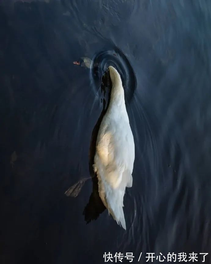 |【被窝段子20220127】人生从哭声开始在泪水里结束,这中间叫做幸福