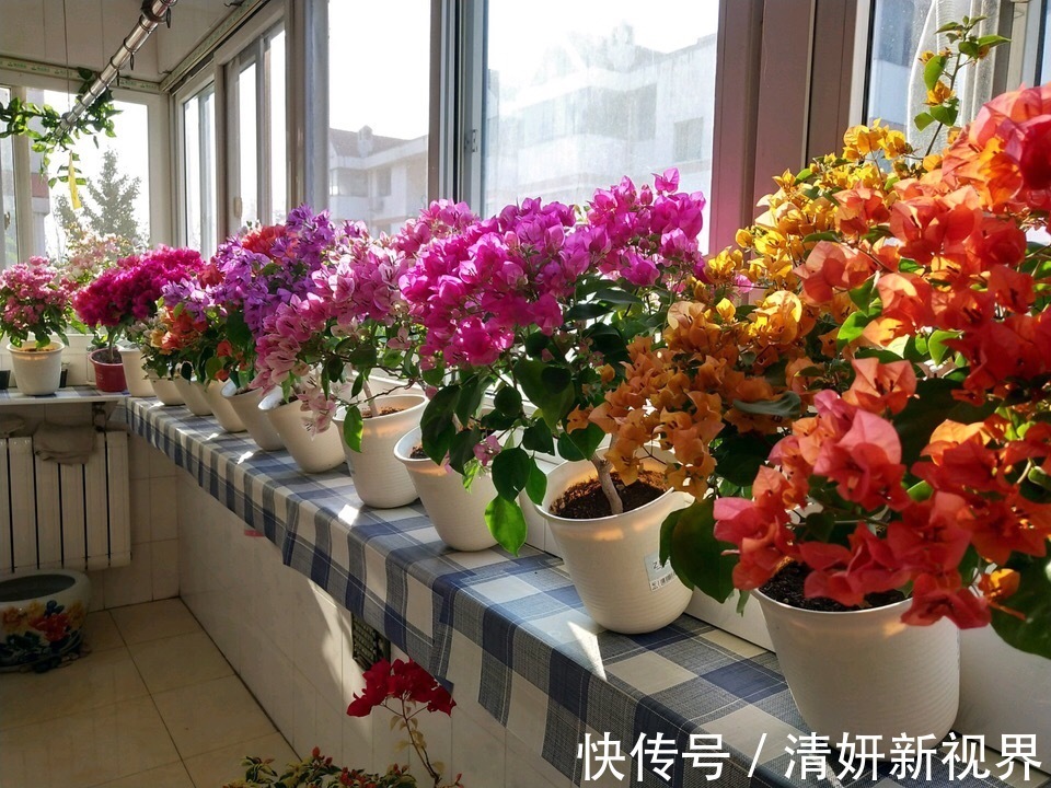 爆盆|让“三角梅”花开爆盆，学会1招“事半功倍”，30天花芽嗖嗖冒