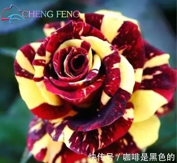 奇花|奇花、奇花、奇花、罕见奇花,赶快打开欣赏吧