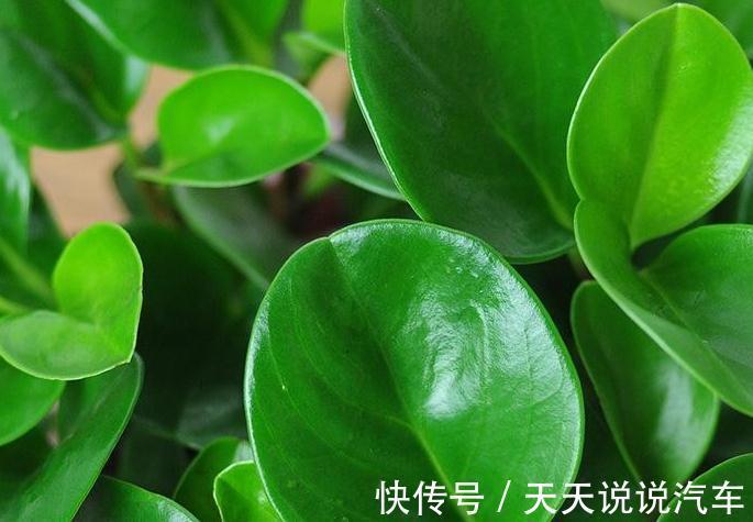 养花牢记4点,尤其是第4点,越冬全靠它,你了解嘛