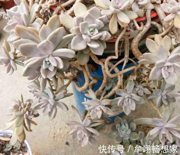 多肉植物叶片动不动就发软,该怎么办仔细水、肥供给就够了