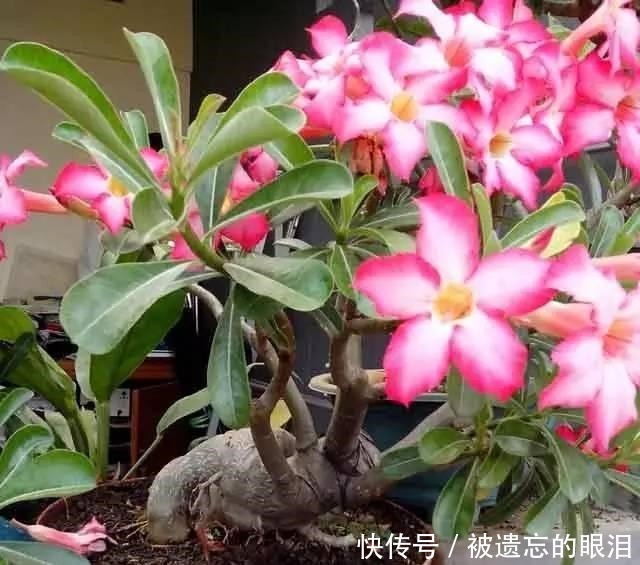 懒人|为懒人准备的6种盆栽花卉, 一两个月忘记浇水也能活得滋润!