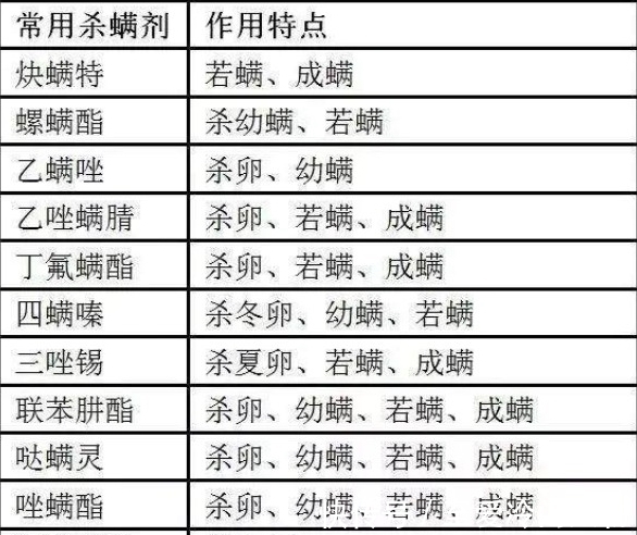 攻略|月季红蜘蛛爆发期，这套防治攻略请收好