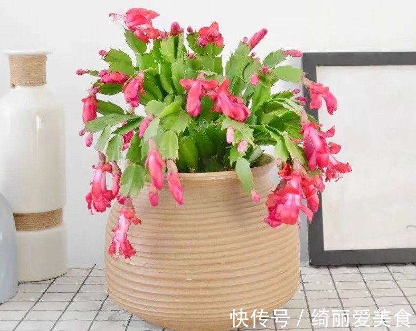 养蟹爪兰,怎么催花?没有磷酸二氢钾就用它,1个月1次