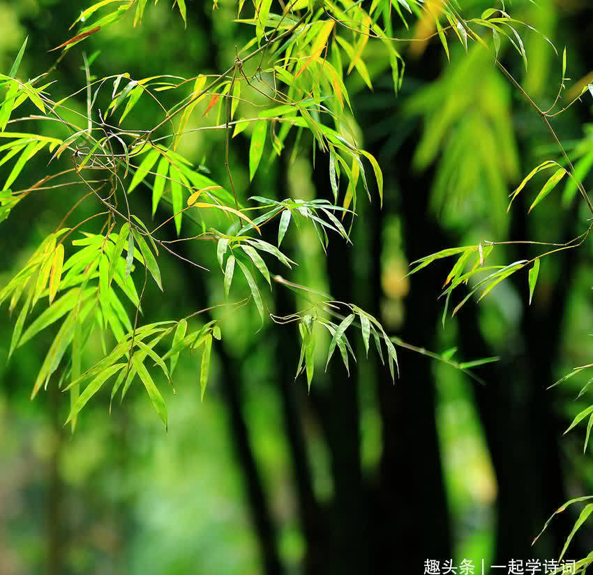 临池竹&虞世南 赋得临池竹应制