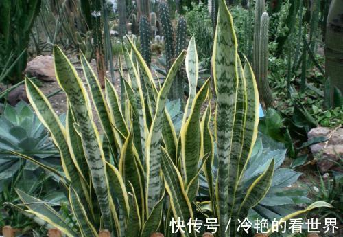爆盆|掌握2个方法,金边虎皮兰等着爆盆吧