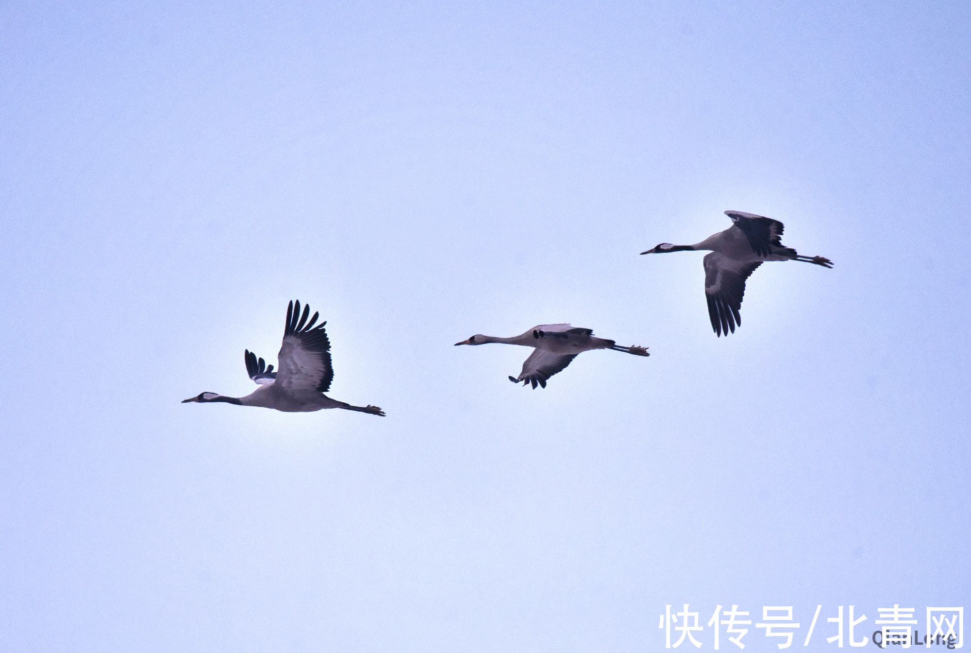 灰鹤|镜记冬奥｜北京延庆：越冬正当时“鹤喜”冬奥会