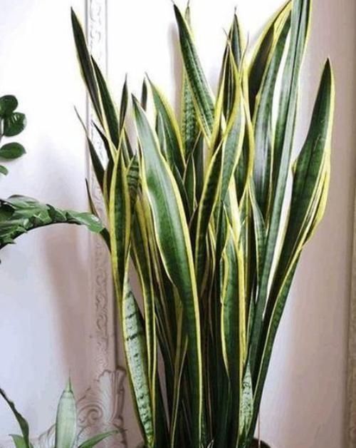 空气|养花就养这几款，不仅旺财运，还能吸甲醛净化空气，幸福满满