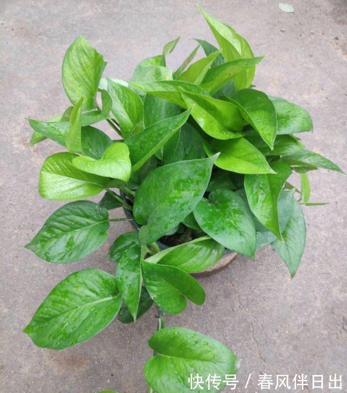 叶子|夏天里,这5种花需要勤浇水,叶子更鲜绿,长势更茂盛