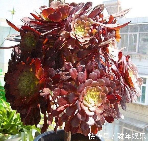 家里养的多肉要舍得“砍头”一盆变两盆多好,教你多肉繁殖小技巧