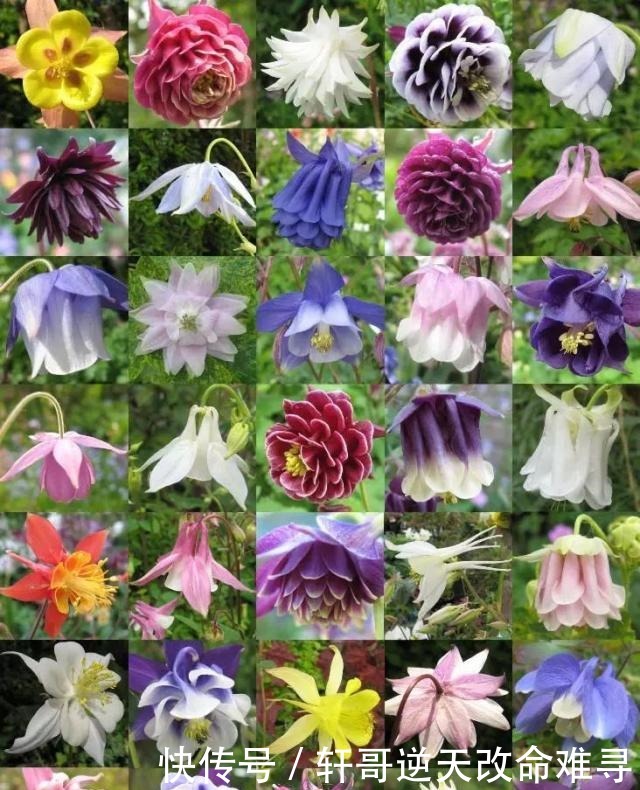 天冷不知养啥花那就养盆它,冬天不用管,春天也能开出一片花海!