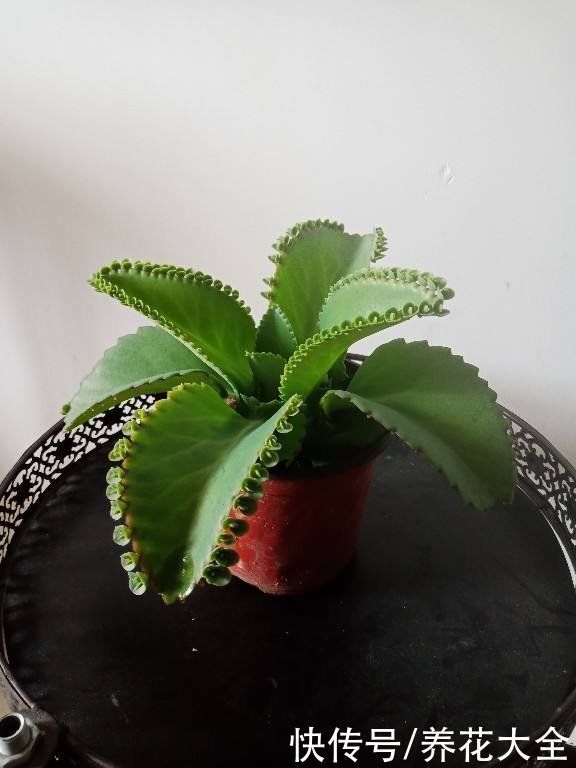 折腾不死的五种花,两个月不浇水,照样水灵灵