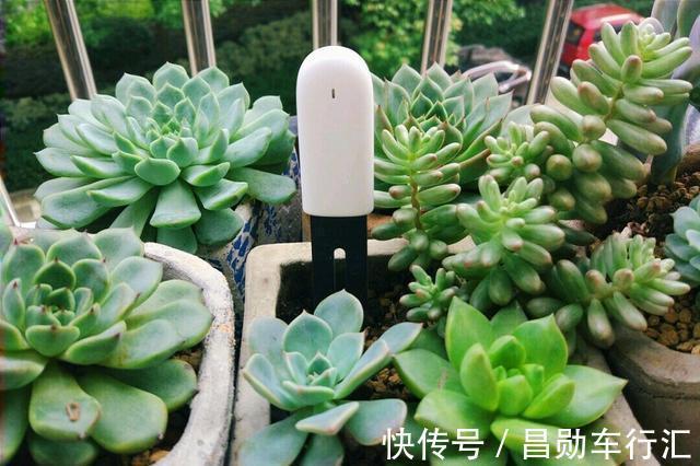 养花不会浇水吗?“六大口诀”记心间,养啥都能长得旺