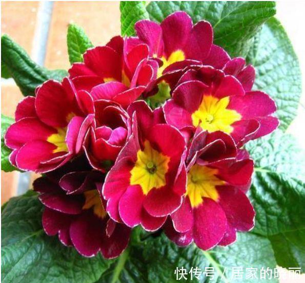 报春花报春花|4种花超优秀的,四季都开花,花朵漂亮,养护简单