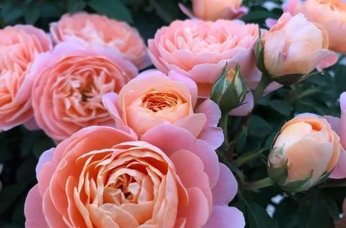 此花，耐晒又耐冻，养一棵四季有花赏，香味清新，值得拥有