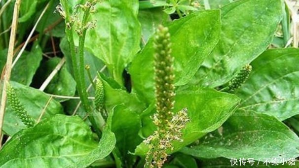暑湿泻痢|人们把这总植物称为“尿床草”，药用价值极高，但是却无人问津