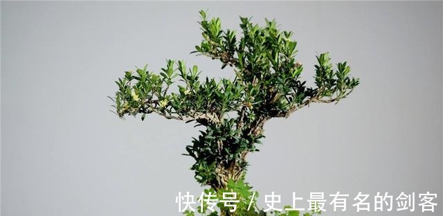 光照|黄杨盆景姿态优美是如何制作的后期养护，盆景制作方法在这里！