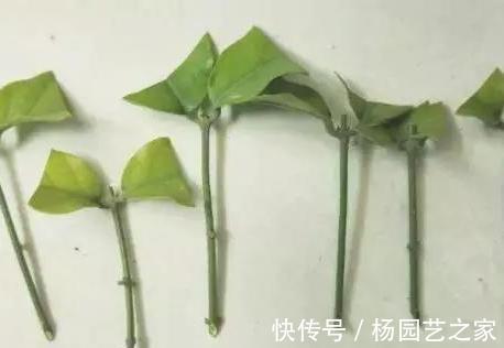 花卉|7月份以后，以下漂亮的花卉，扦插正当时，不仅环境合适生根还快