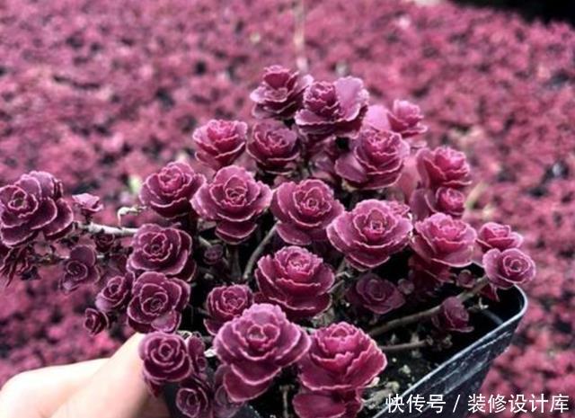  小型|它是必备的一款多肉，光照越强颜色越红，包起来就像“小型玫瑰”