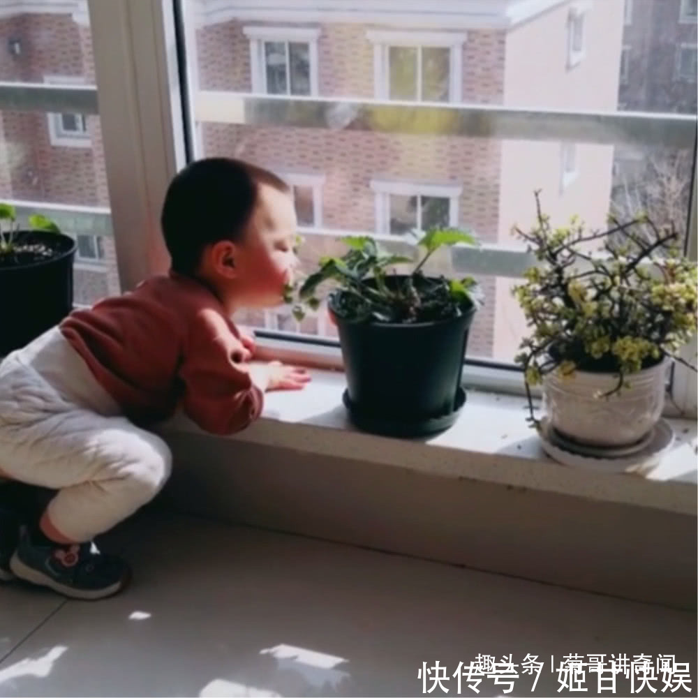 草莓|妈妈在家种了一盆草莓,好奇宝宝张嘴就是一口,最后被妈妈发现