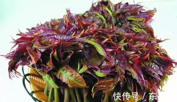 野菜|蒲公英、香椿、榆树钱、白蒿,一种野菜治一种病,了解一下