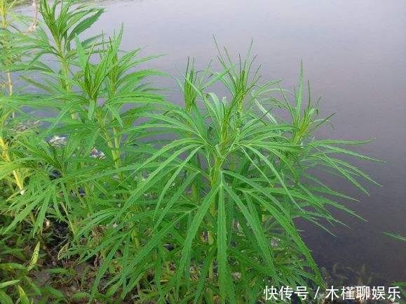 市场|田地里很常见,北方人爱吃的野菜,根系庞大,殊不知市场一斤20元