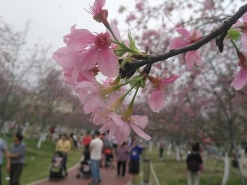 廉江市樱花公园：今日赏花人如潮