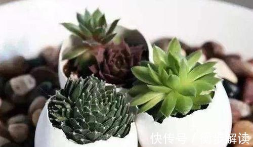 除了花盆之外,这些东西也是绝佳的养花神器,你用过吗?