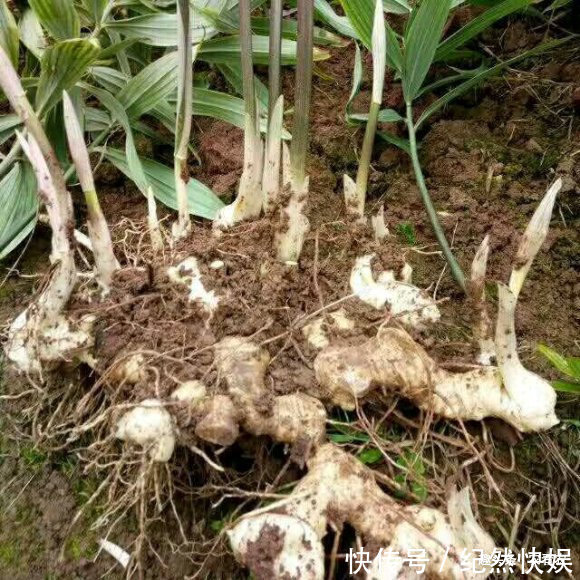 博物志|价值不输人参,过去用来喂猪,如今被大面积种植,30元一斤很抢手