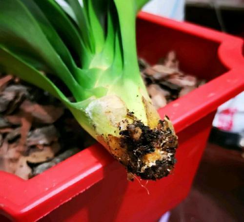 花卉|6个养花的“坏习惯”，难怪总是养不好花，现在纠正也不晚！